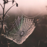 Starlight & Spider Silk 2021